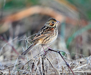 Хөмрөг (Шарнүдэн хөмрөг)